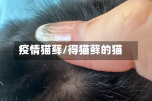 疫情猫藓/得猫藓的猫