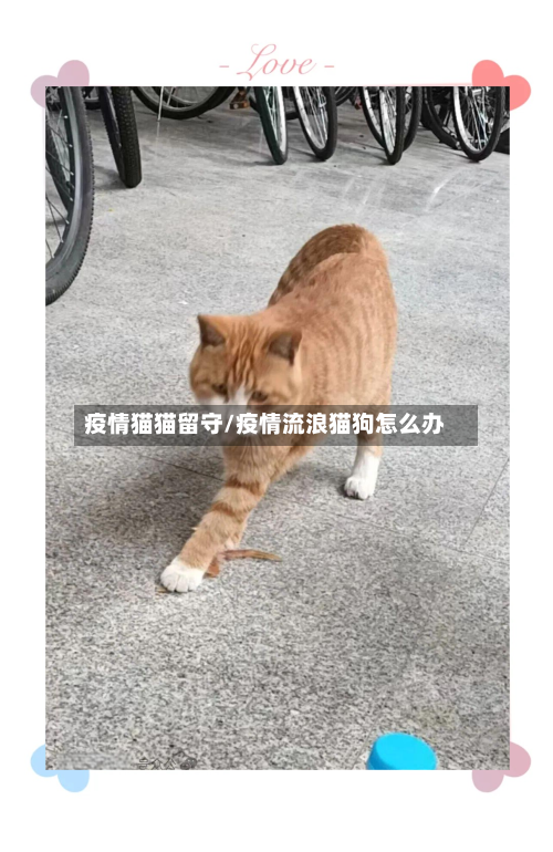 疫情猫猫留守/疫情流浪猫狗怎么办-第2张图片