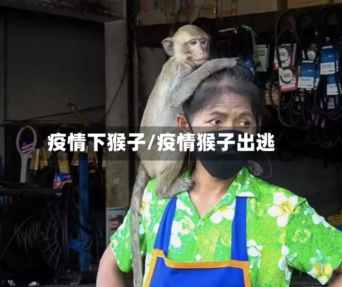 疫情下猴子/疫情猴子出逃-第2张图片
