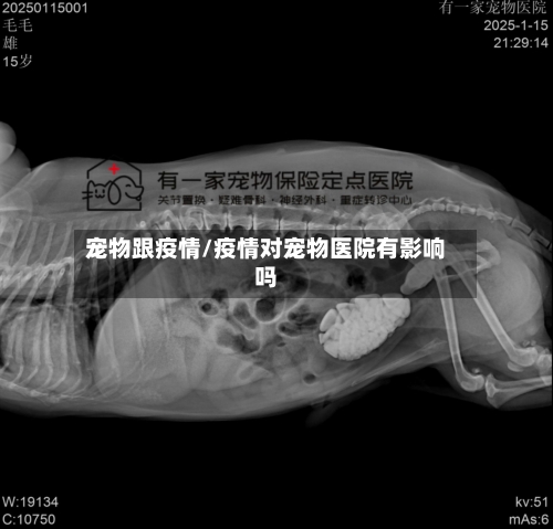 宠物跟疫情/疫情对宠物医院有影响吗-第2张图片
